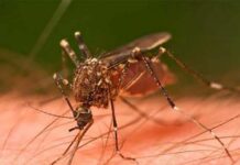 Dengue: el Subsidio brinda seguimiento por Teleconsulta Dengue: el Subsidio brinda seguimiento por Teleconsulta