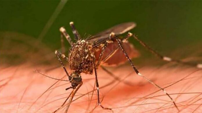 Dengue: el Subsidio brinda seguimiento por Teleconsulta