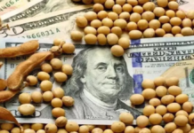 Lazan un nuevo dólar soja con el objetivo de acumular reservas en el Banco Central Lazan un nuevo dólar soja con el objetivo de acumular reservas en el Banco Central