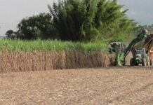 «Hay que evitar una sobreoferta de azúcar para tener una buena zafra este año» "Hay que evitar una sobreoferta de azúcar para tener una buena zafra este año"