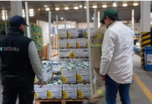 ¿Cómo surgió en el Gobierno la creación del Instituto para el Fomento del Limón?
